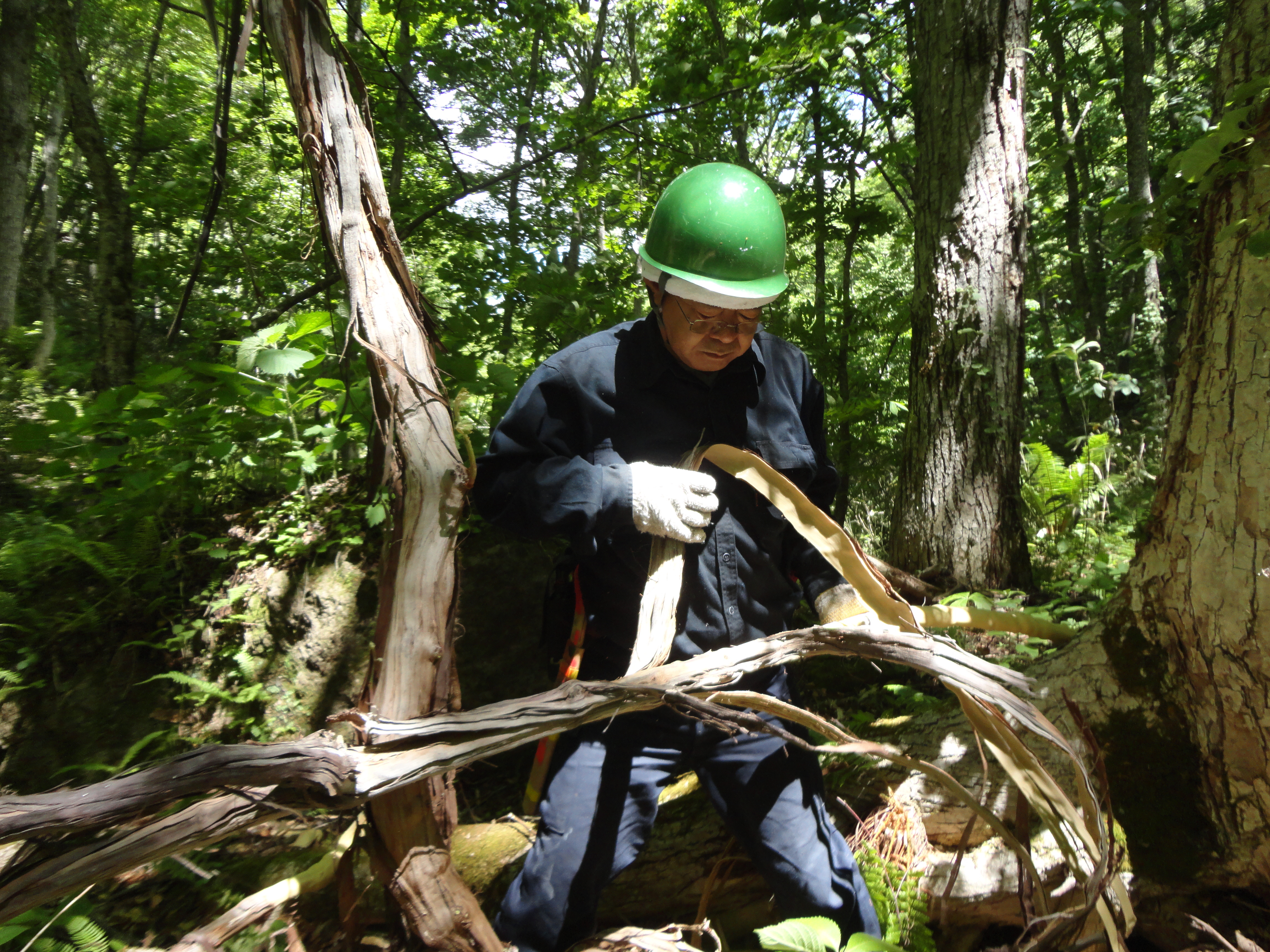 2024年採取　山葡萄の蔓 山葡萄の蔓取りに行って来ました＾＾ | 櫻ゆ 心と身体の駆け込み